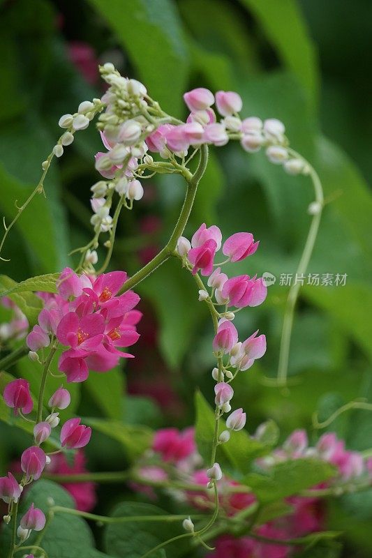 墨西哥蔓生植物(也称为Antigonon leptopus，珊瑚藤，女王花环，Coralita，蜜蜂灌木)花。这种植物对普通流感、痛经和许多其他症状都有疗效